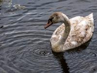 Höckerschwan Jungvogel im Wechsel zum Erwachsenenkleid